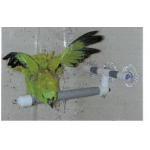 shower bird perch